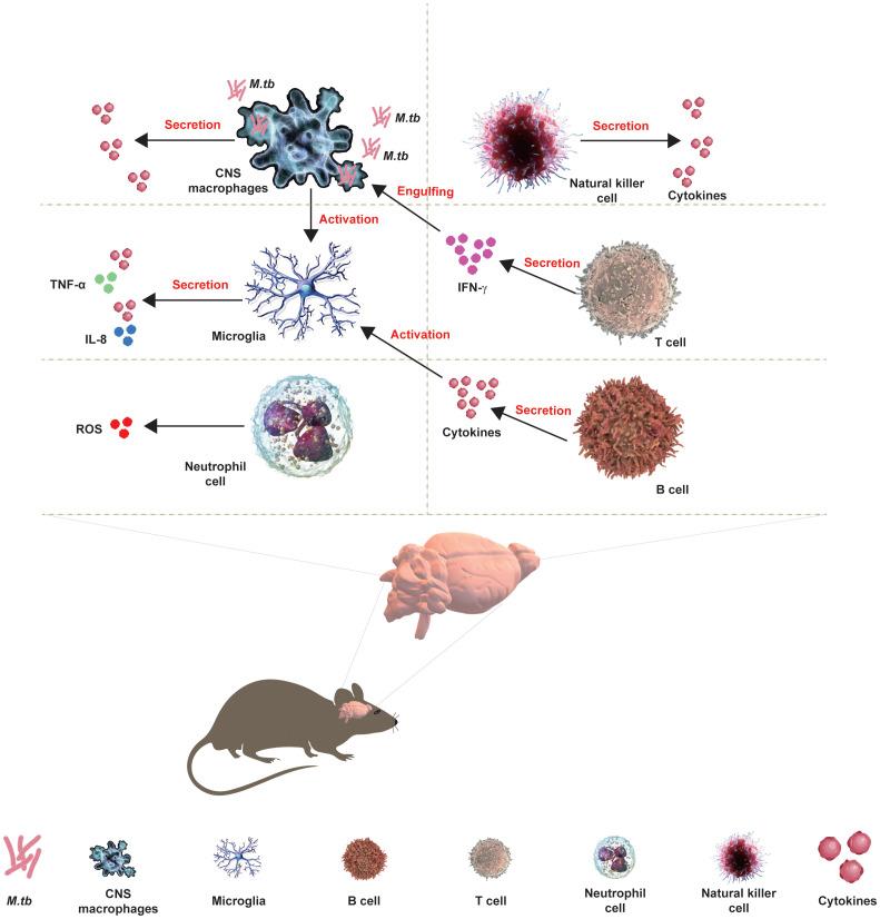 https://cdn.ncbi.nlm.nih.gov/pmc/blobs/19a6/10867975/a2c802d8c41f/fimmu-15-1326859-g001.jpg