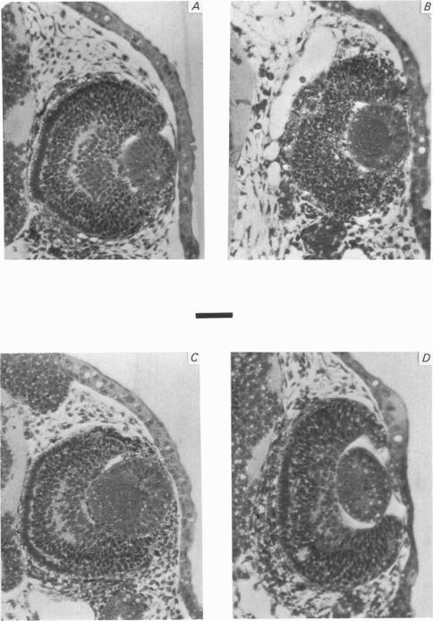 https://cdn.ncbi.nlm.nih.gov/pmc/blobs/19ab/1197405/f1cfec294524/jphysiol00669-0424-a.jpg