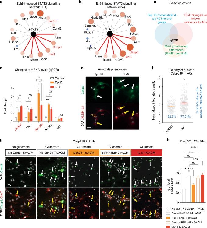 https://cdn.ncbi.nlm.nih.gov/pmc/blobs/19ac/5660125/5eea25ca20f2/41467_2017_1283_Fig4_HTML.jpg