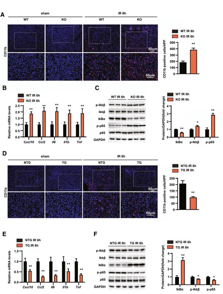 https://cdn.ncbi.nlm.nih.gov/pmc/blobs/19ae/9300117/37ca1092d9b8/HEP-75-338-g003.jpg