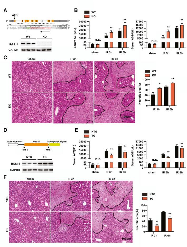 https://cdn.ncbi.nlm.nih.gov/pmc/blobs/19ae/9300117/fd6082eccdc0/HEP-75-338-g001.jpg