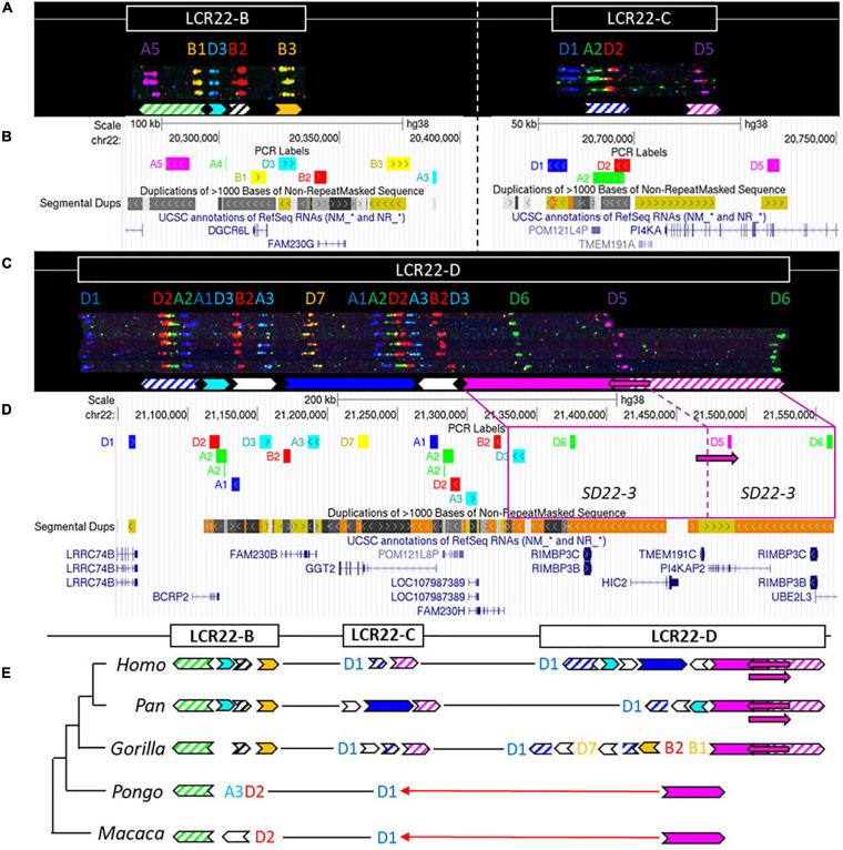 https://cdn.ncbi.nlm.nih.gov/pmc/blobs/19af/8320366/6b8654069395/fgene-12-706641-g004.jpg
