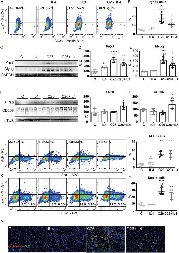 https://cdn.ncbi.nlm.nih.gov/pmc/blobs/19bc/7296260/021222739d91/JCSM-11-783-g005.jpg