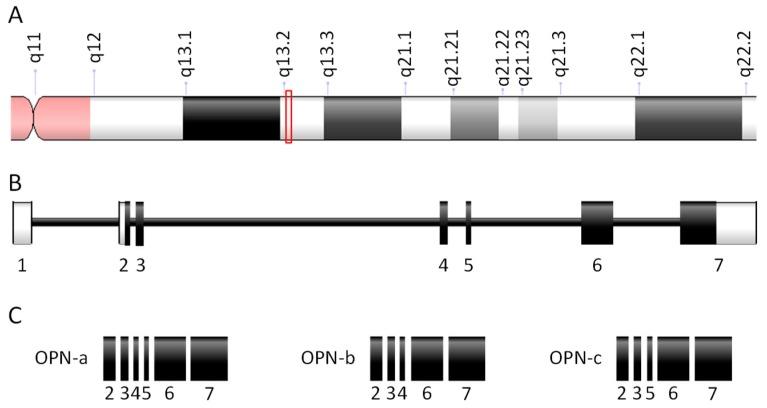 https://cdn.ncbi.nlm.nih.gov/pmc/blobs/19bd/6721491/2e6dd3dd7a9e/cells-08-00815-g001.jpg