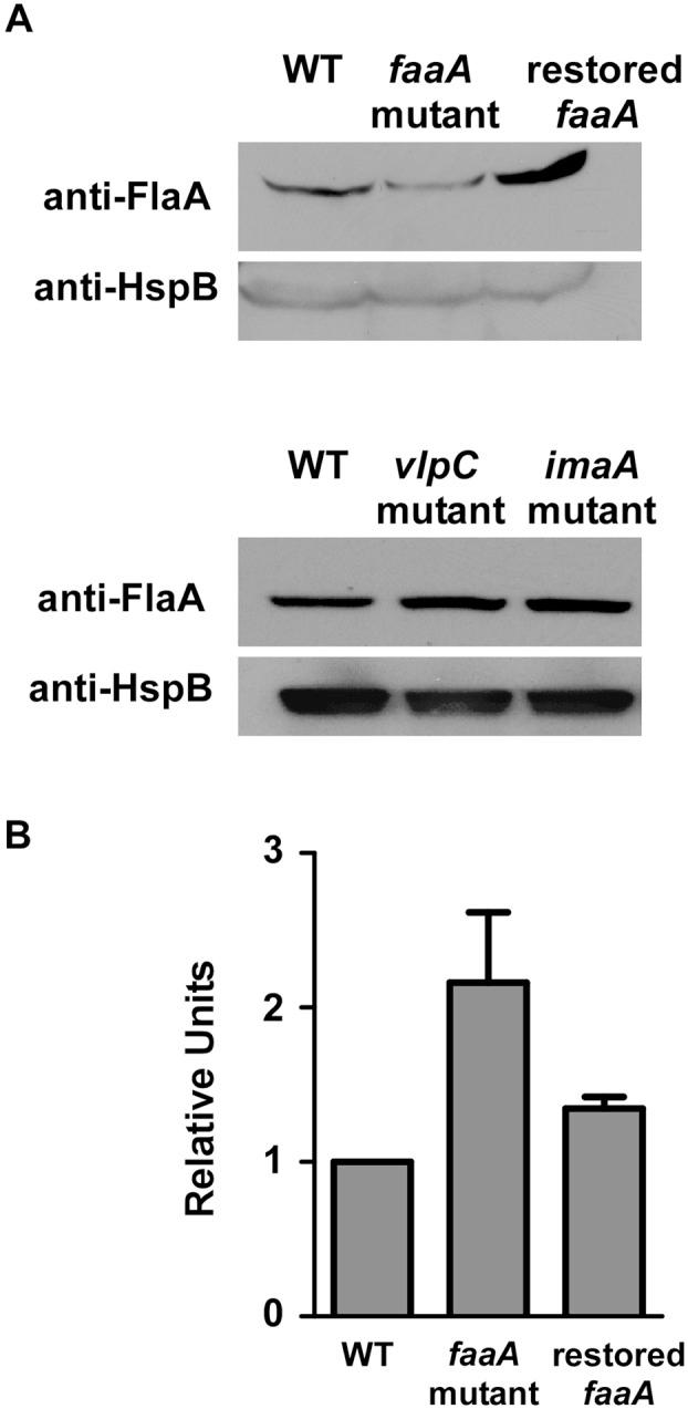 https://cdn.ncbi.nlm.nih.gov/pmc/blobs/19c0/3622936/c5262582fbb5/mbo0021314830006.jpg