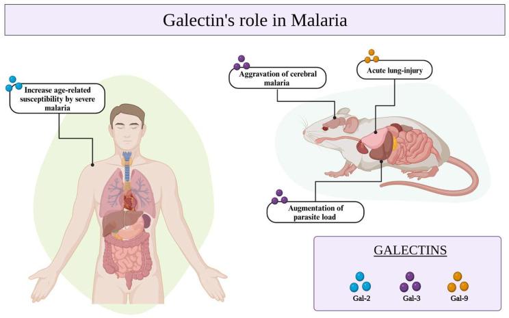 https://cdn.ncbi.nlm.nih.gov/pmc/blobs/19c1/10705098/093f7ac1a72b/cells-12-02671-g002.jpg