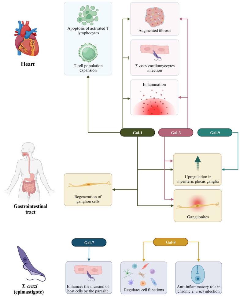 https://cdn.ncbi.nlm.nih.gov/pmc/blobs/19c1/10705098/3c01280372cc/cells-12-02671-g004.jpg