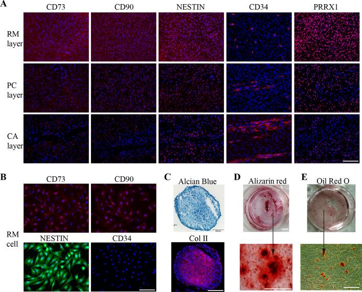 https://cdn.ncbi.nlm.nih.gov/pmc/blobs/19cd/11031908/5c628807be5e/11658_2024_573_Fig4_HTML.jpg