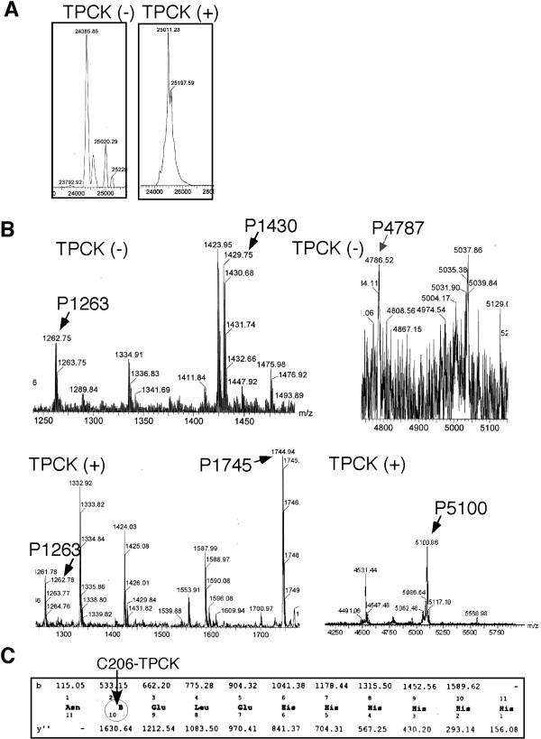 https://cdn.ncbi.nlm.nih.gov/pmc/blobs/19d0/2917394/73e23801ea29/1742-6405-7-26-4.jpg
