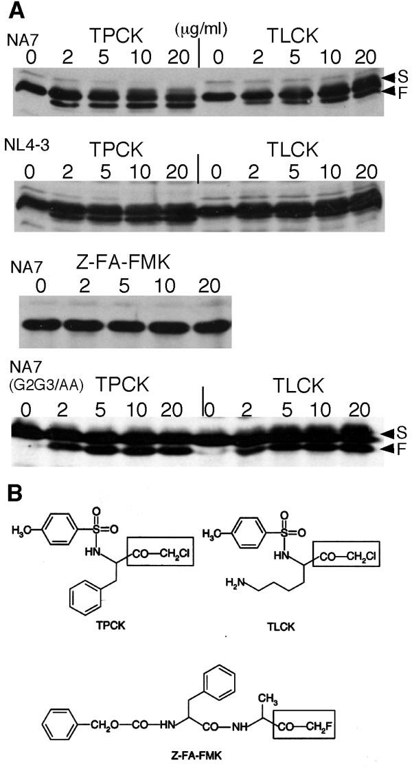https://cdn.ncbi.nlm.nih.gov/pmc/blobs/19d0/2917394/90073482bfde/1742-6405-7-26-1.jpg