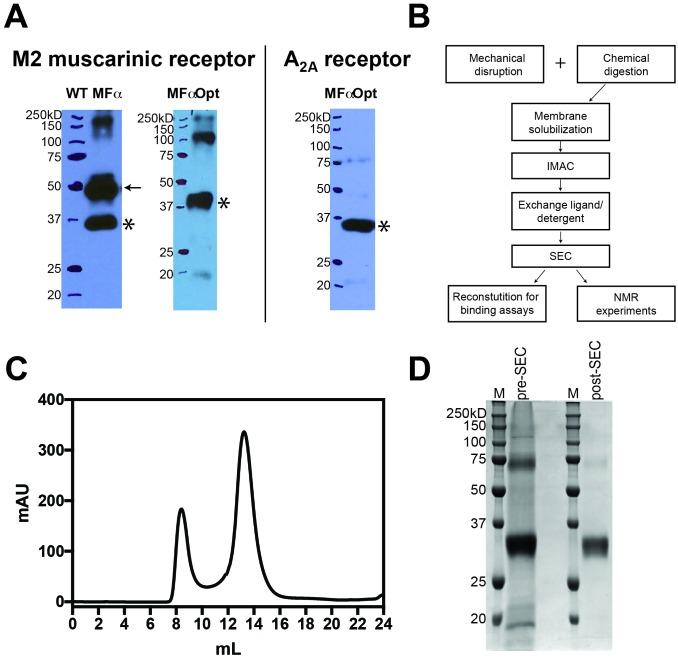 https://cdn.ncbi.nlm.nih.gov/pmc/blobs/19d0/5650471/80917849956e/elife-28505-fig1-figsupp1.jpg