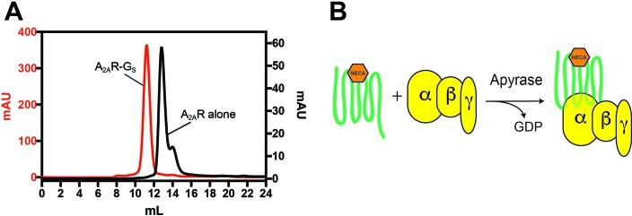 https://cdn.ncbi.nlm.nih.gov/pmc/blobs/19d0/5650471/cca59d1310ae/elife-28505-fig2-figsupp1.jpg