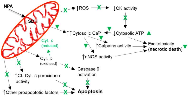 https://cdn.ncbi.nlm.nih.gov/pmc/blobs/19d1/10893315/140934751a23/molecules-29-00776-g005.jpg