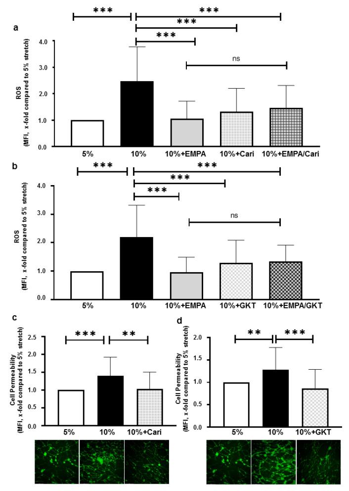 https://cdn.ncbi.nlm.nih.gov/pmc/blobs/19d1/8199893/e7331969c128/ijms-22-06044-g004.jpg