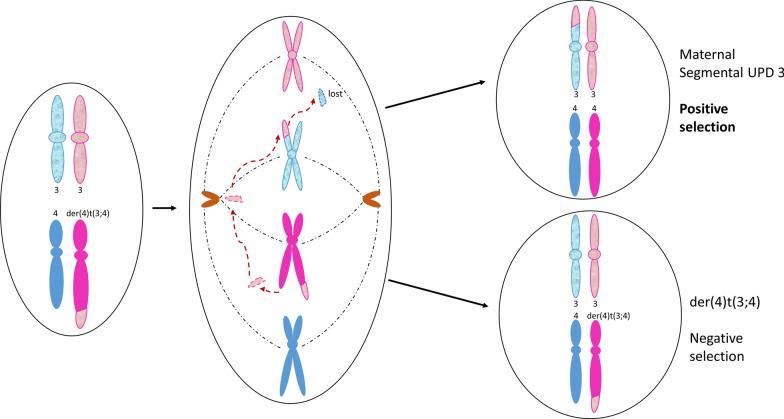 https://cdn.ncbi.nlm.nih.gov/pmc/blobs/19d1/8290618/6e49462c9886/13039_2021_555_Fig8_HTML.jpg