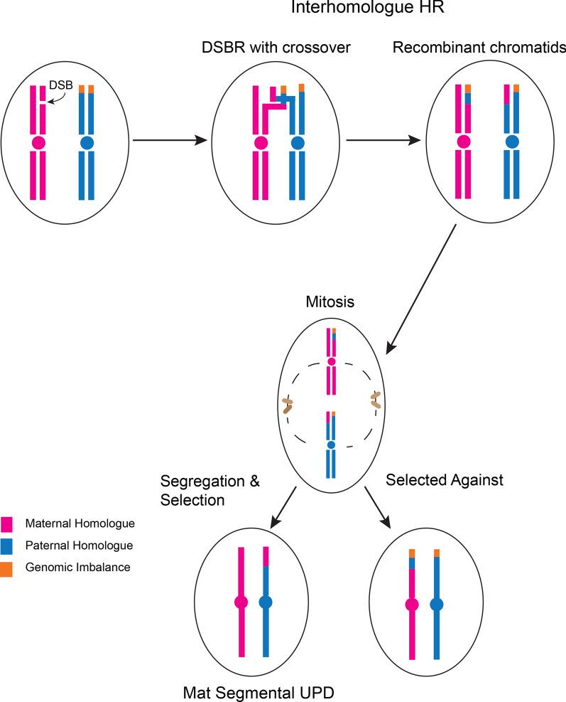 https://cdn.ncbi.nlm.nih.gov/pmc/blobs/19d1/8290618/76a7b30994e7/13039_2021_555_Fig2_HTML.jpg