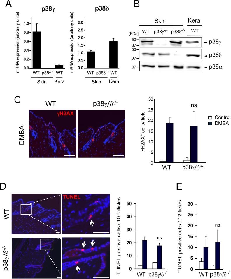 https://cdn.ncbi.nlm.nih.gov/pmc/blobs/19d2/4536989/4f9282891a56/oncotarget-06-12920-g003.jpg