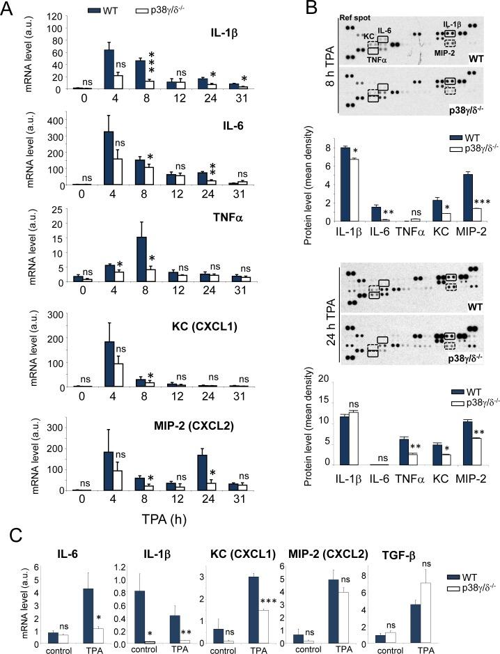 https://cdn.ncbi.nlm.nih.gov/pmc/blobs/19d2/4536989/5197ec83c045/oncotarget-06-12920-g006.jpg