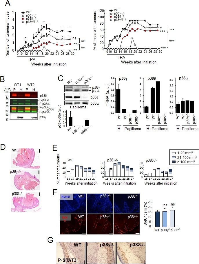 https://cdn.ncbi.nlm.nih.gov/pmc/blobs/19d2/4536989/be00d772f4c6/oncotarget-06-12920-g001.jpg