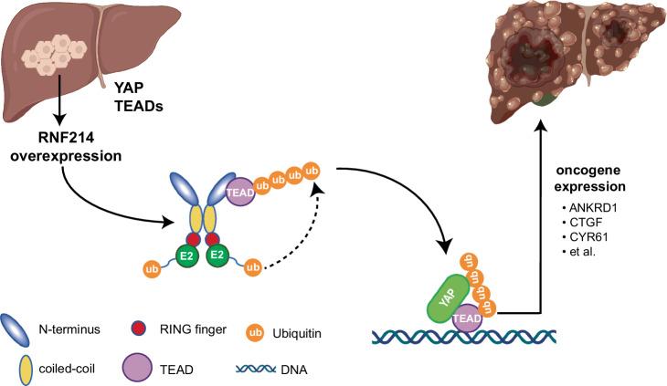 https://cdn.ncbi.nlm.nih.gov/pmc/blobs/19d4/11167002/b24d00ee9828/41467_2024_49045_Fig7_HTML.jpg
