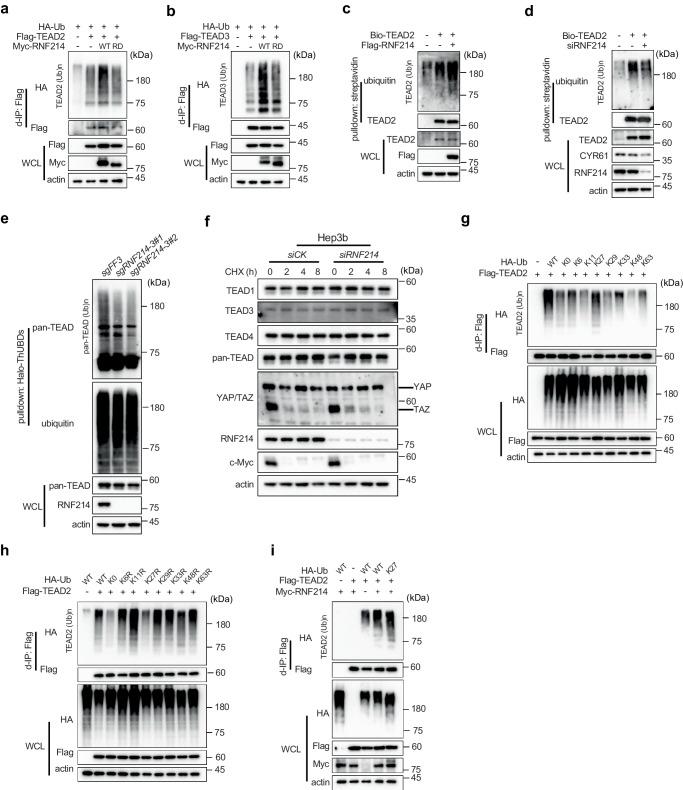 https://cdn.ncbi.nlm.nih.gov/pmc/blobs/19d4/11167002/d12f07e2713a/41467_2024_49045_Fig3_HTML.jpg