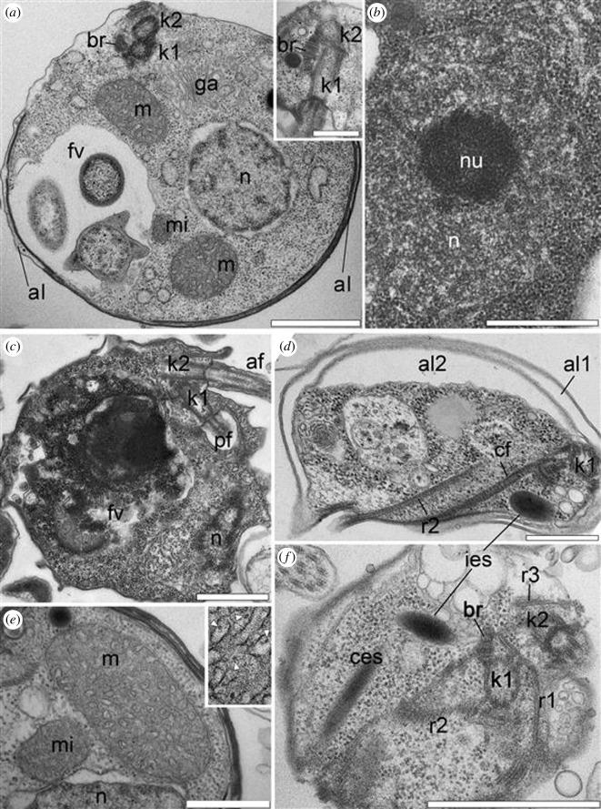 https://cdn.ncbi.nlm.nih.gov/pmc/blobs/19d4/11651884/3a29987a18da/rsob.240158.f002.jpg