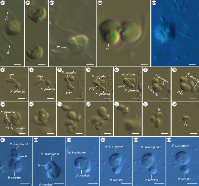 https://cdn.ncbi.nlm.nih.gov/pmc/blobs/19d4/11651884/9057cc71a73b/rsob.240158.f005.jpg