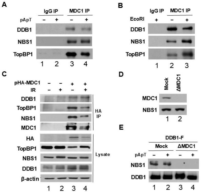 https://cdn.ncbi.nlm.nih.gov/pmc/blobs/19d7/11642328/7563b7914e65/ijms-25-13097-g003.jpg