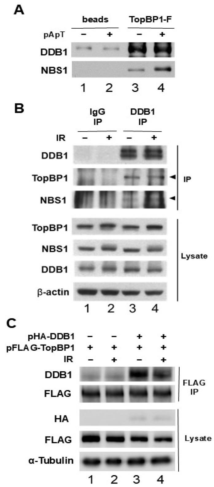 https://cdn.ncbi.nlm.nih.gov/pmc/blobs/19d7/11642328/9598eddd736a/ijms-25-13097-g002.jpg