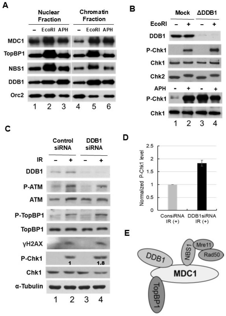 https://cdn.ncbi.nlm.nih.gov/pmc/blobs/19d7/11642328/9c7374d031c8/ijms-25-13097-g005.jpg