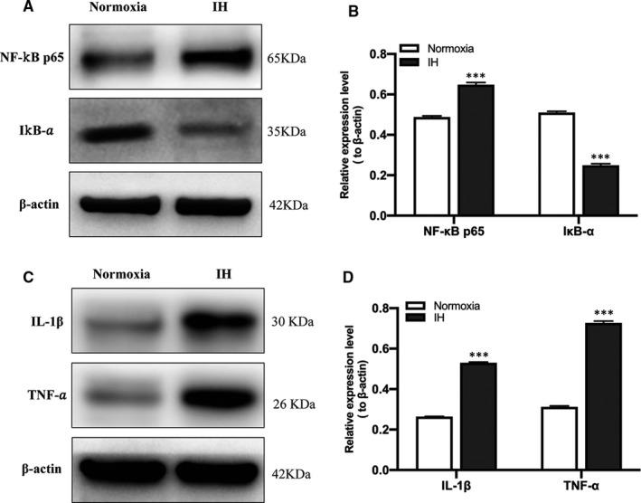 https://cdn.ncbi.nlm.nih.gov/pmc/blobs/19d8/8278079/e8779fcac87e/JCMM-25-6841-g005.jpg