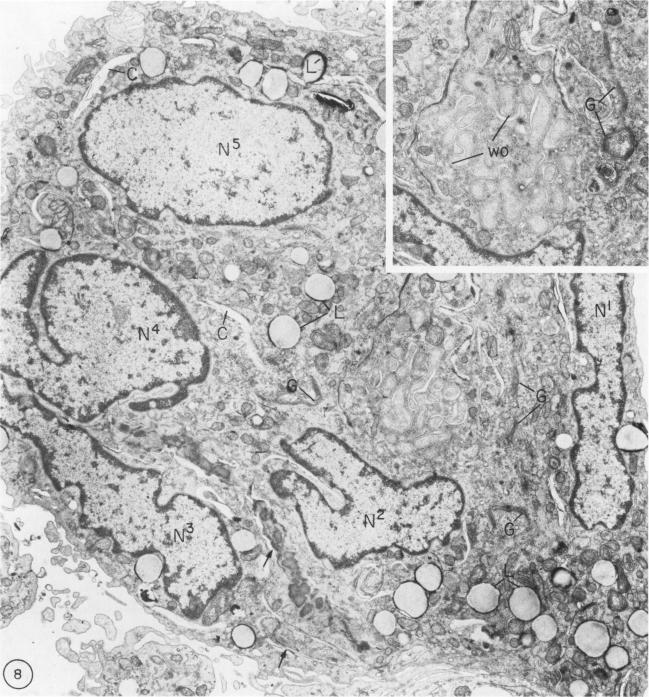 https://cdn.ncbi.nlm.nih.gov/pmc/blobs/19db/372682/08b91e1a6a9b/jcinvest00666-0149-a.jpg
