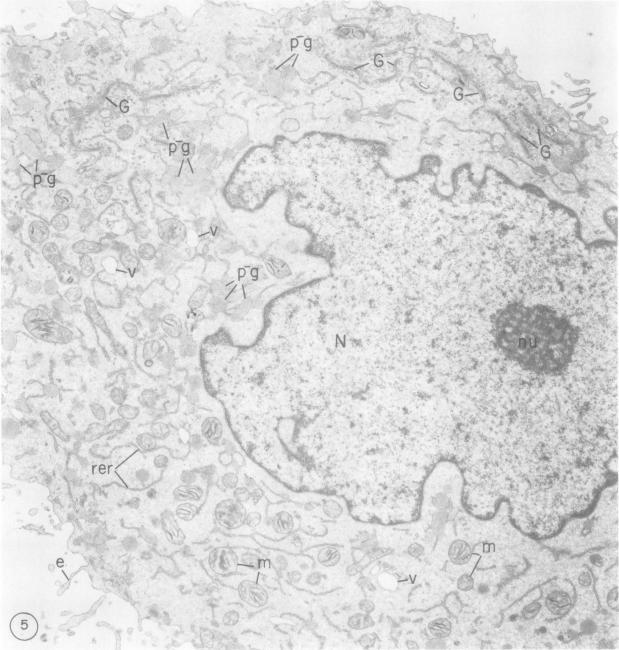 https://cdn.ncbi.nlm.nih.gov/pmc/blobs/19db/372682/9e71eb538f38/jcinvest00666-0146-a.jpg