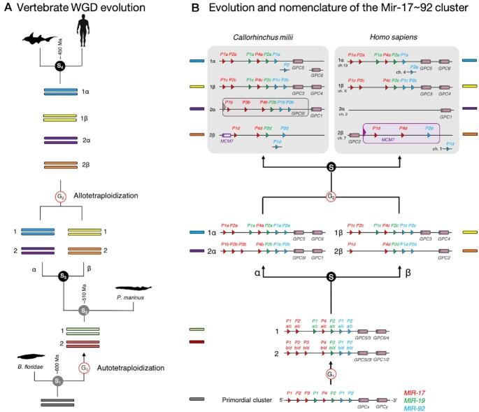 https://cdn.ncbi.nlm.nih.gov/pmc/blobs/19de/8728216/901bdb13b43c/gkab1101fig2.jpg