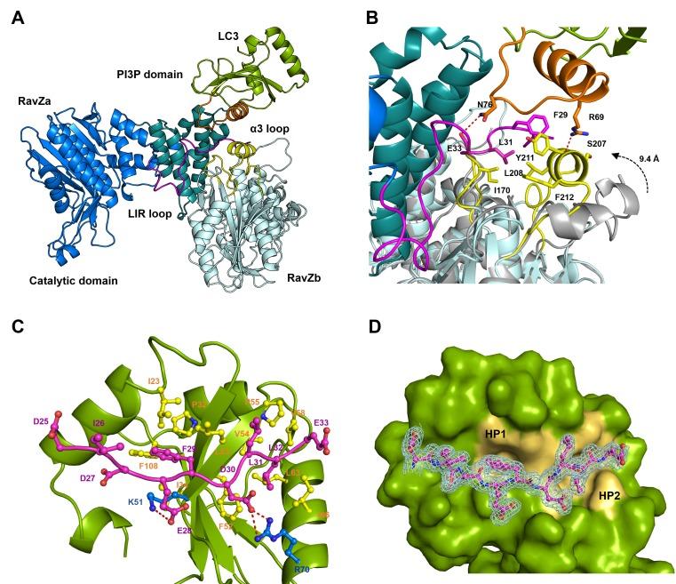 https://cdn.ncbi.nlm.nih.gov/pmc/blobs/19df/5388539/4f54995b3cc4/elife-23905-fig5.jpg