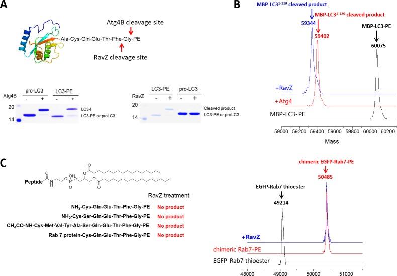 https://cdn.ncbi.nlm.nih.gov/pmc/blobs/19df/5388539/51351a4bdd3b/elife-23905-fig2-figsupp1.jpg