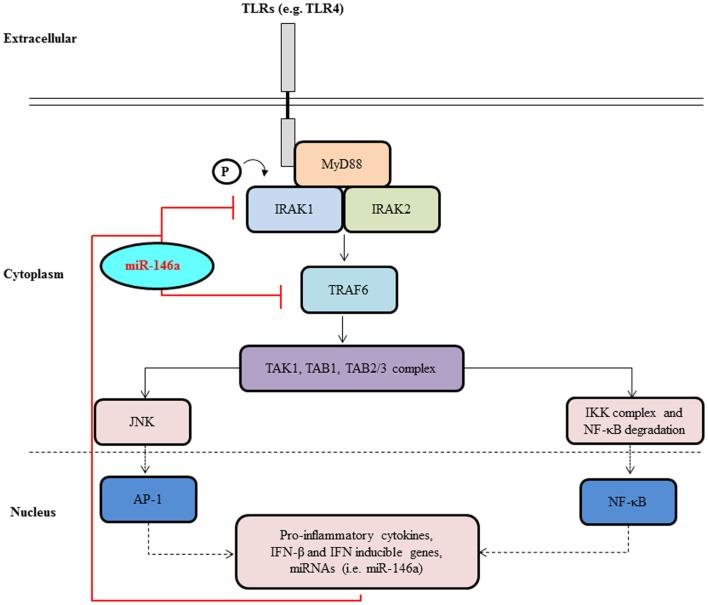 https://cdn.ncbi.nlm.nih.gov/pmc/blobs/19e2/4240164/3c43a4009437/fimmu-05-00578-g002.jpg