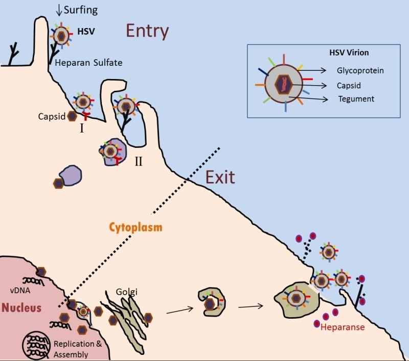 https://cdn.ncbi.nlm.nih.gov/pmc/blobs/19e4/5354570/198bad7944d6/mic-03-438-g01.jpg