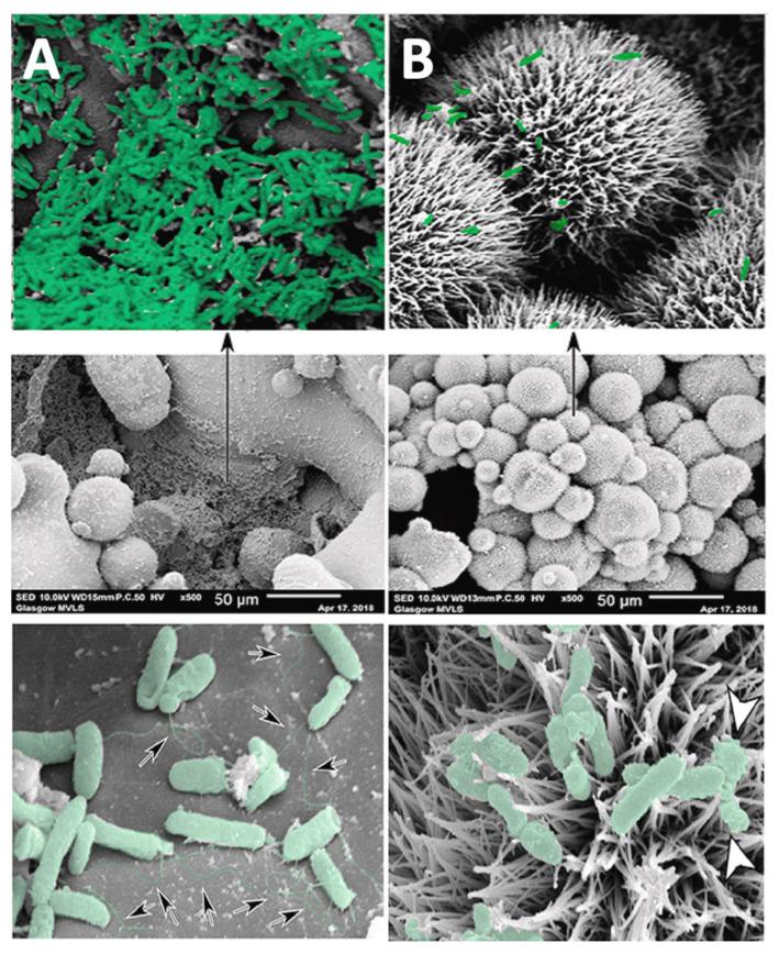 https://cdn.ncbi.nlm.nih.gov/pmc/blobs/19e4/9774155/b90c87a4fd06/antibiotics-11-01822-g007.jpg