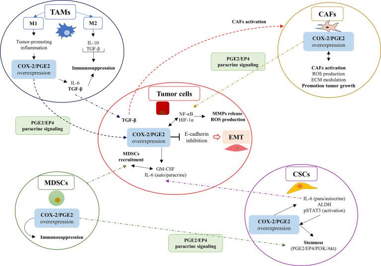 https://cdn.ncbi.nlm.nih.gov/pmc/blobs/19e5/8222670/c4d358d6ecbe/fonc-11-686792-g002.jpg
