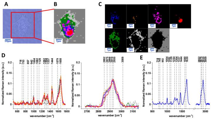 https://cdn.ncbi.nlm.nih.gov/pmc/blobs/19e5/8267733/b68cdcdd989f/ijms-22-06928-g007.jpg