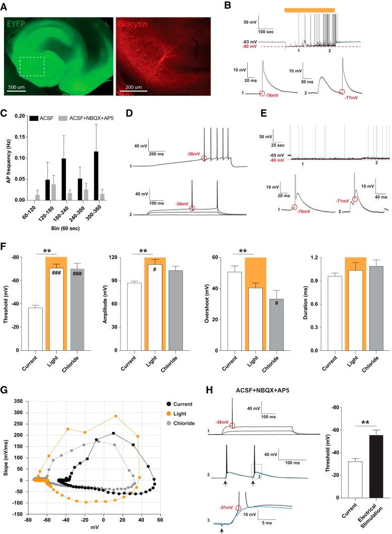 https://cdn.ncbi.nlm.nih.gov/pmc/blobs/19e8/5783240/0d1ce3689b17/enu0061724800001.jpg