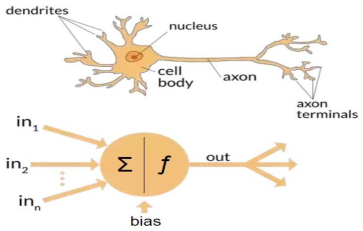 https://cdn.ncbi.nlm.nih.gov/pmc/blobs/19eb/9598576/6539c55bbae2/biomedicines-10-02472-g001.jpg
