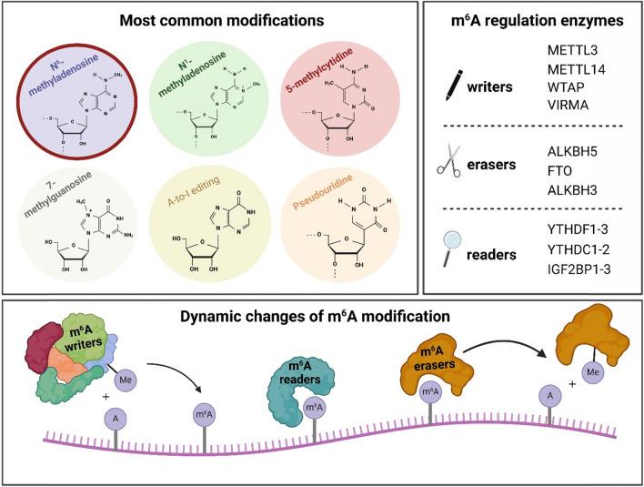 https://cdn.ncbi.nlm.nih.gov/pmc/blobs/19ee/11917031/1ba4d7363d45/10020_2025_1149_Fig2_HTML.jpg