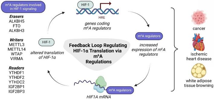 https://cdn.ncbi.nlm.nih.gov/pmc/blobs/19ee/11917031/f2c74b0a3b19/10020_2025_1149_Fig3_HTML.jpg
