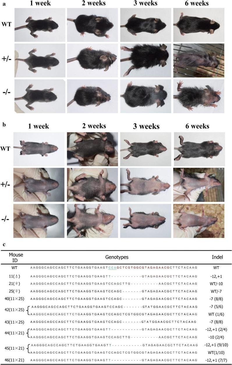 https://cdn.ncbi.nlm.nih.gov/pmc/blobs/19ee/5968471/39eaf2429055/12967_2018_1512_Fig3_HTML.jpg