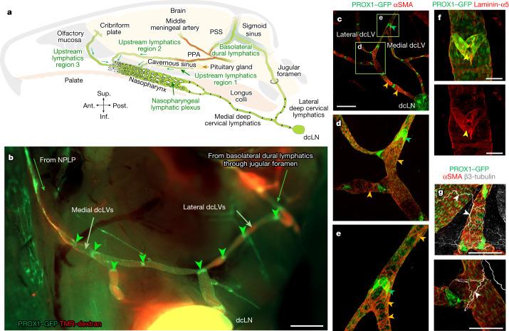 https://cdn.ncbi.nlm.nih.gov/pmc/blobs/19f5/10808075/7518d7662a2e/41586_2023_6899_Fig3_HTML.jpg