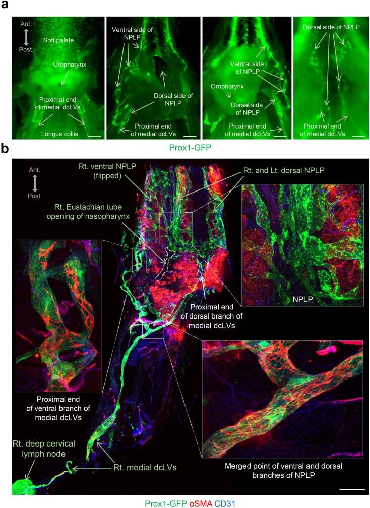 https://cdn.ncbi.nlm.nih.gov/pmc/blobs/19f5/10808075/815b3dfec3b6/41586_2023_6899_Fig14_ESM.jpg