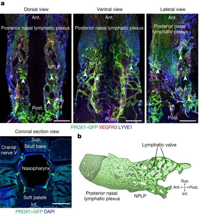 https://cdn.ncbi.nlm.nih.gov/pmc/blobs/19f5/10808075/84ec985ab19a/41586_2023_6899_Fig1_HTML.jpg