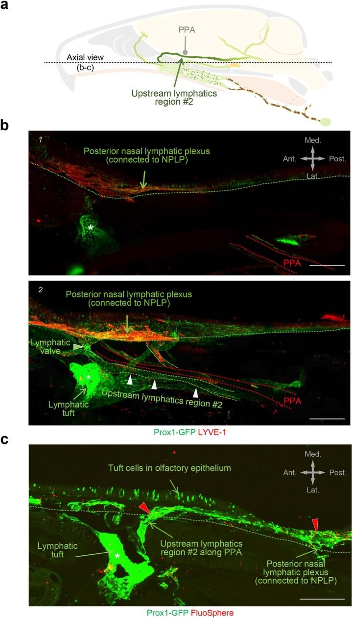 https://cdn.ncbi.nlm.nih.gov/pmc/blobs/19f5/10808075/93459bc10a61/41586_2023_6899_Fig12_ESM.jpg